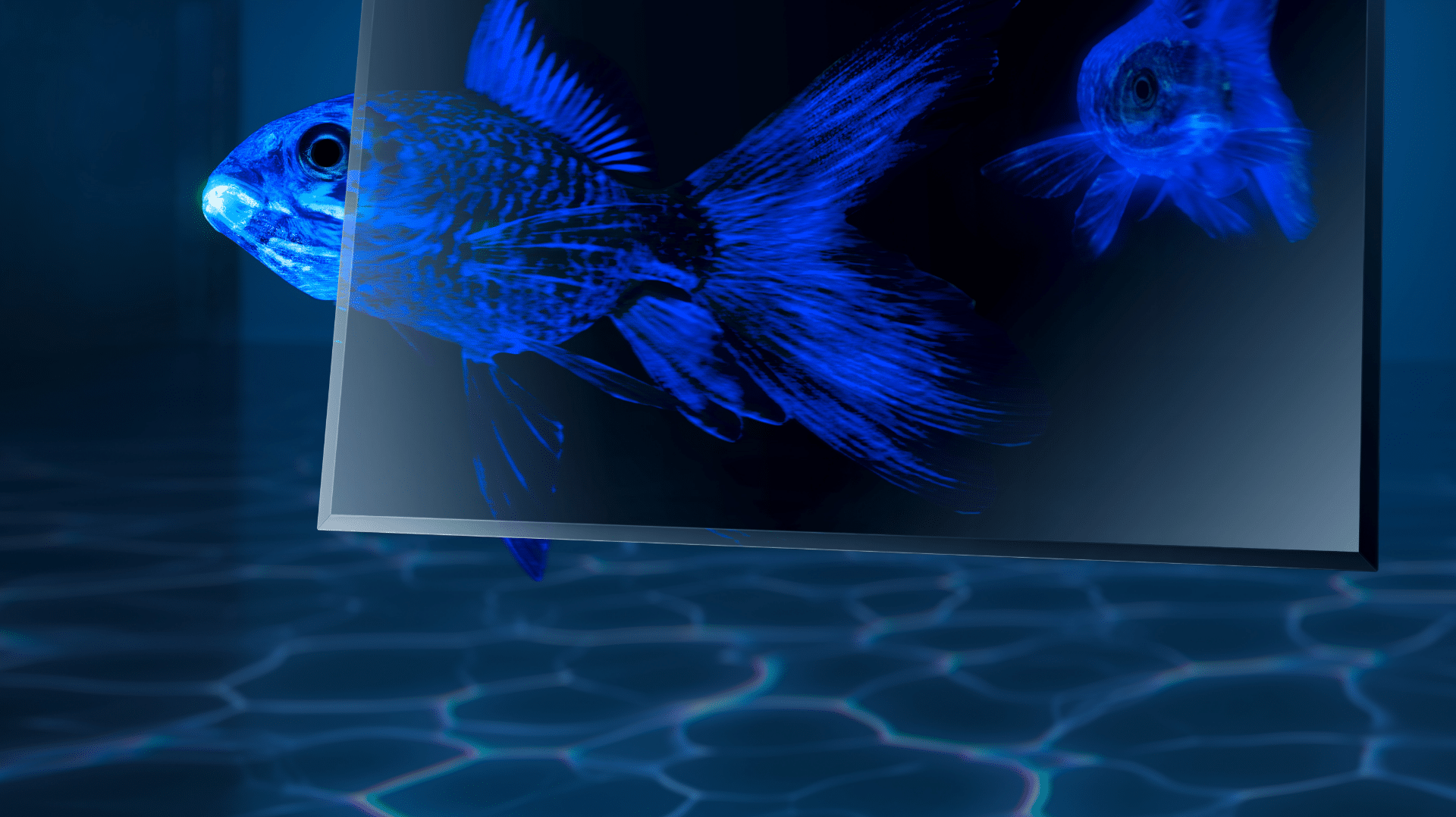 Abstract dark room with floating dark SCHOTT CERAN® glass ceramic pane and luminous fish behind it